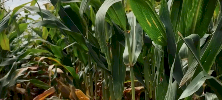 Pushing Populations with Stine® 9542-G Brand Corn