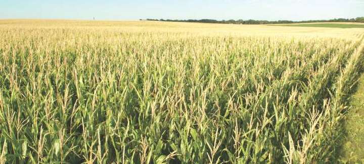 What are the advantages of short corn?