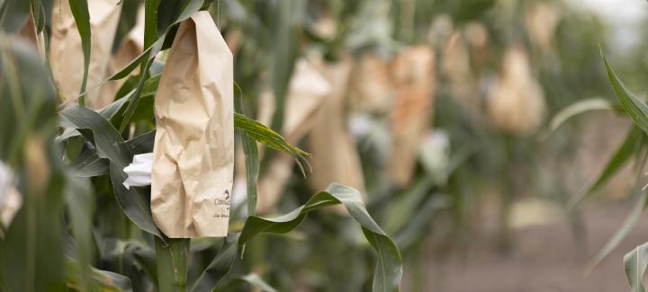 Understanding Stine’s Corn Breeding Work: Part 3