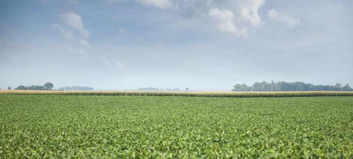 Stine® Crop Progress Report: Part 1