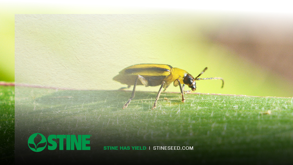 Time to scout for corn rootworm