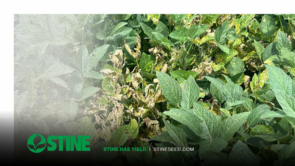 A familiar foe: sudden death syndrome