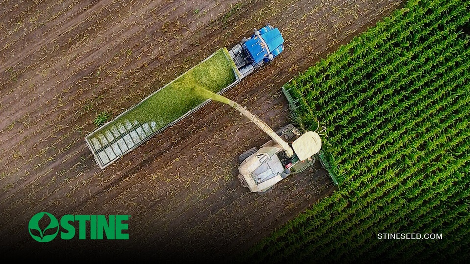 The value of Stine® corn for silage