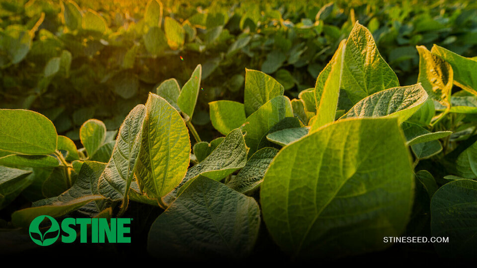 Continuous soybeans: Exploring a new frontier in crop production